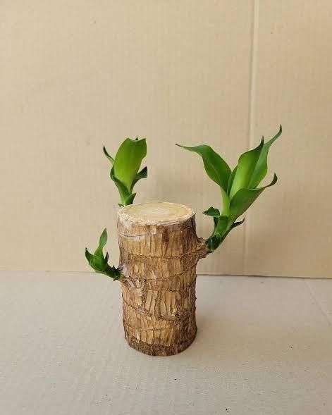 🌿 Brazilian Lucky Wood
