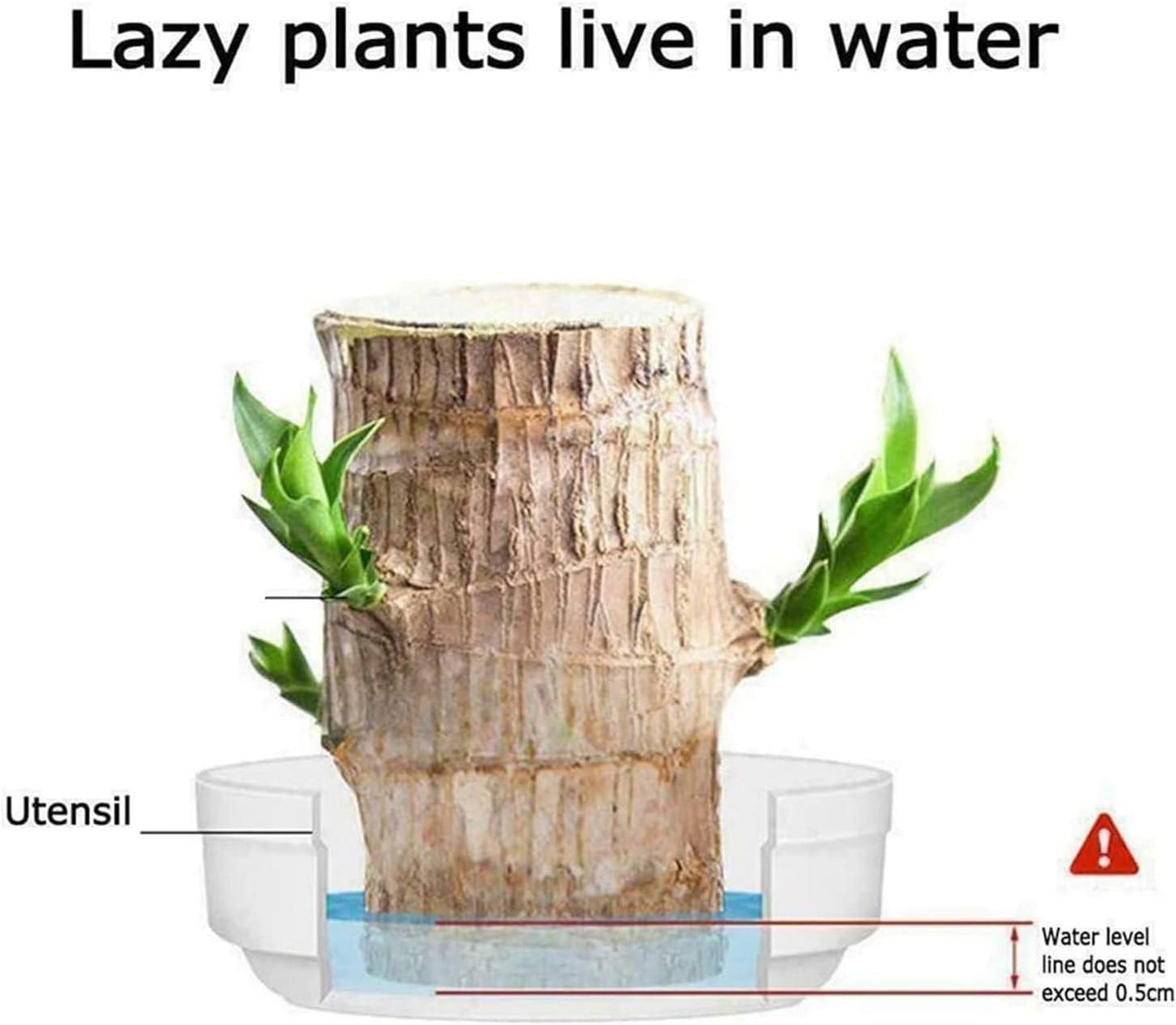 🍀 Brazilian Lucky Wood Plant Decor (Pack of 2)