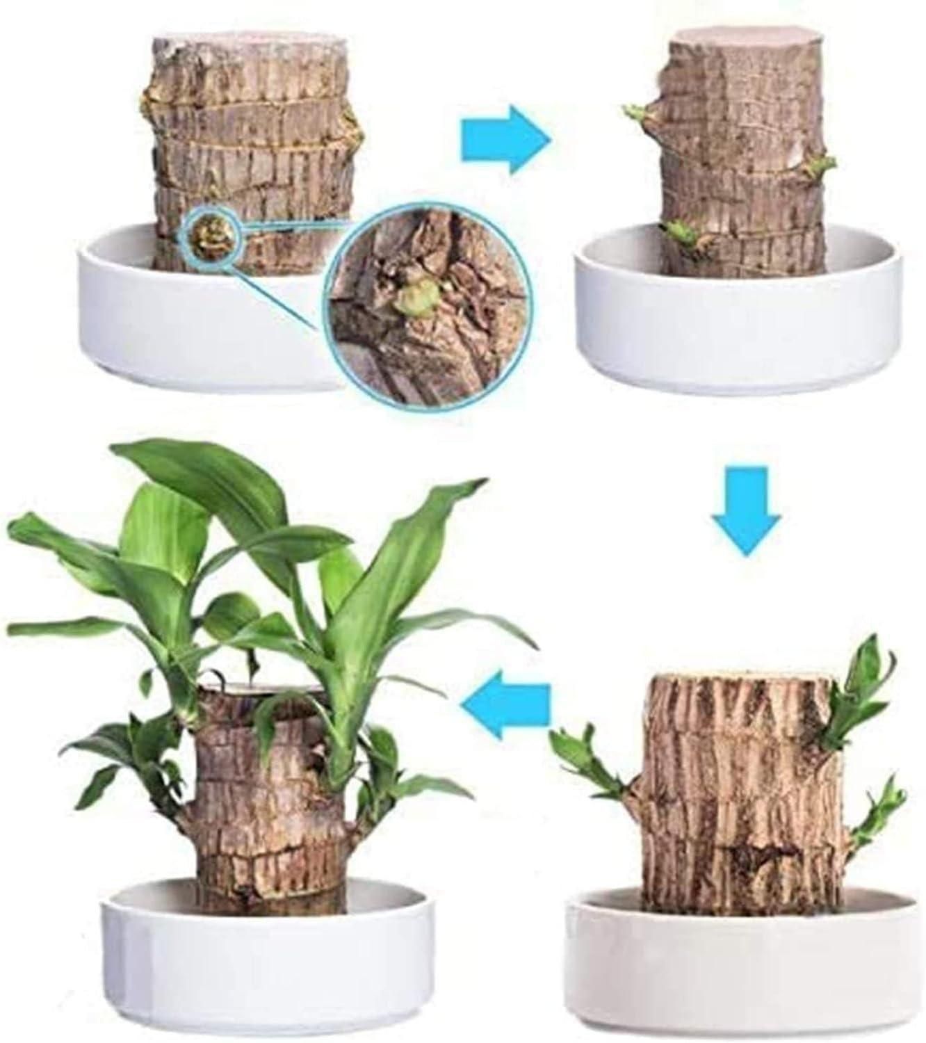 🍀 Brazilian Lucky Wood Plant Decor (Pack of 2)