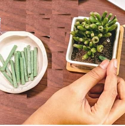 🌱 Plant Grow Fertilizer Sticks For Plants