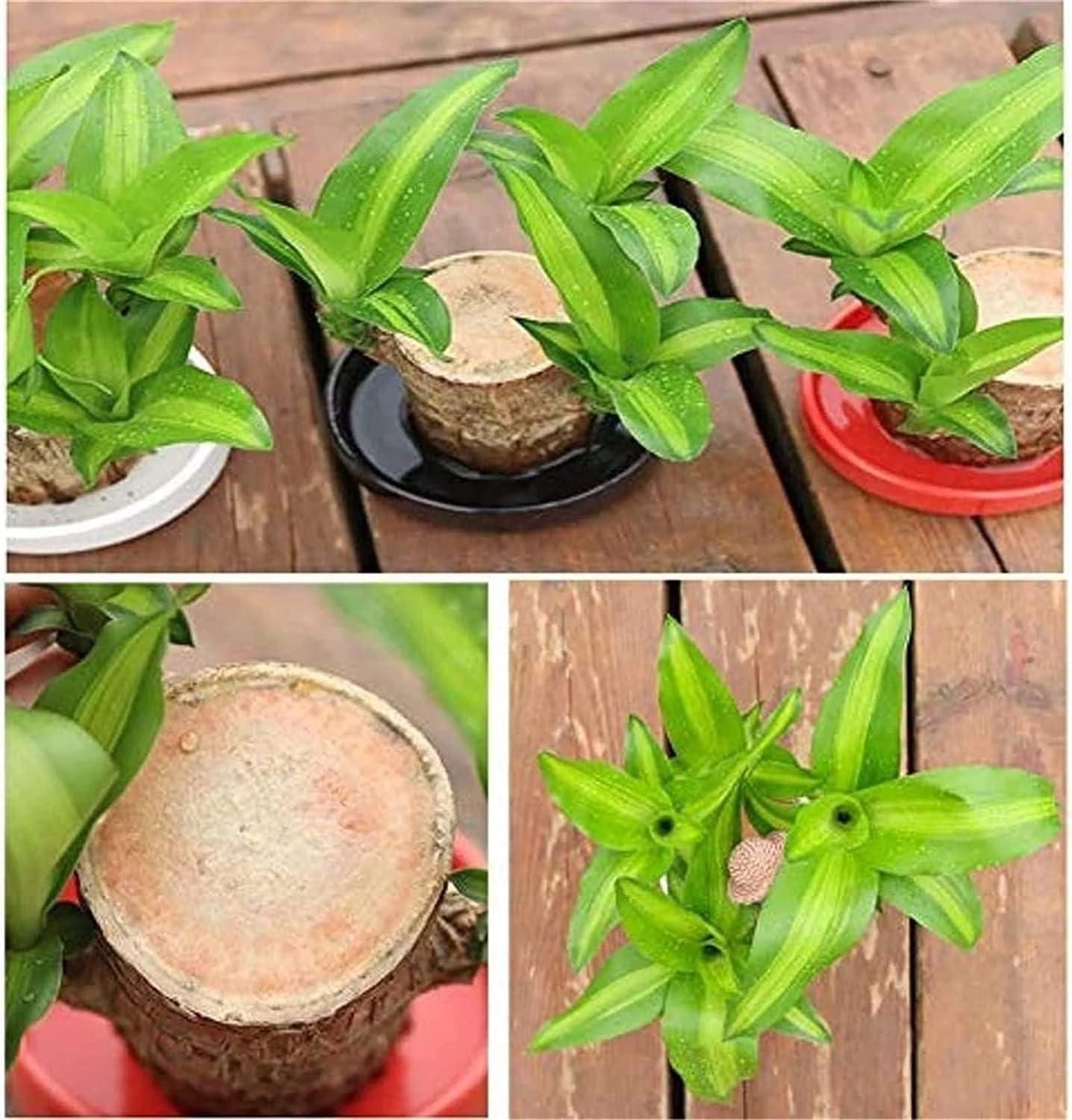 🍀 Brazilian Lucky Wood Plant Decor (Pack of 2)