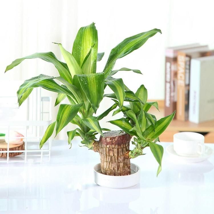 🌿 Brazilian Lucky Wood