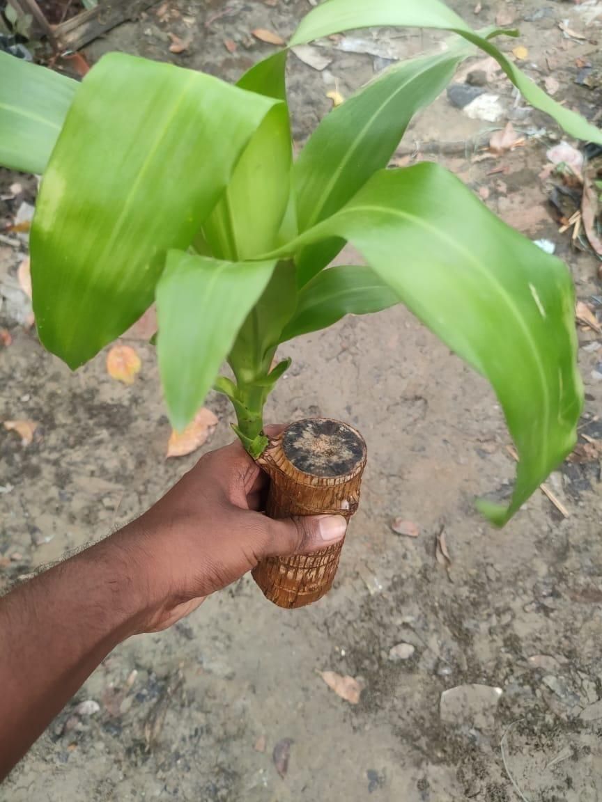 🍀 Brazilian Lucky Wood Plant Decor (Pack of 2)