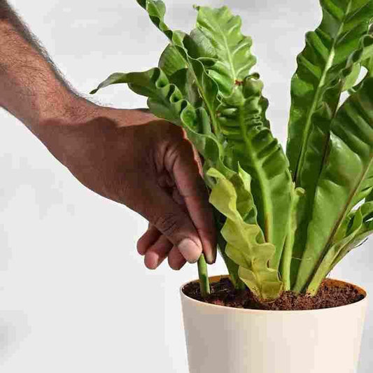🌱 Plant Grow Fertilizer Sticks For Plants