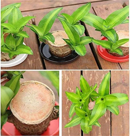 🍀 Brazilian Lucky Wood Plant Decor (Pack of 2)