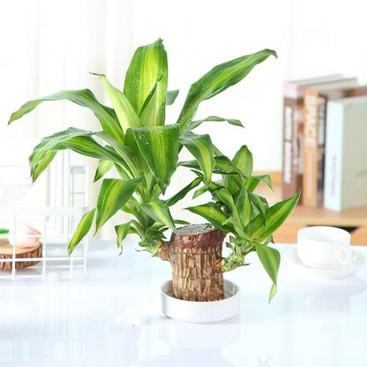 🌿 Brazilian Lucky Wood