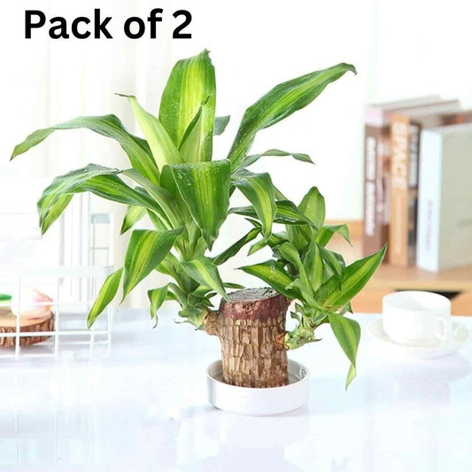 🍀 Brazilian Lucky Wood Plant Decor (Pack of 2)